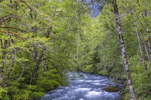 USA, Washington State, Olympic National Forest. Alder trees and Dosewallips River