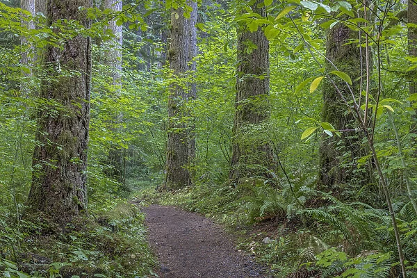 USA, Washington State, Olympic National Forest. Ranger Hole Trail through forest
