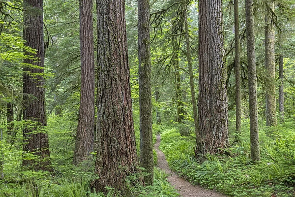 USA, Washington State, Olympic National Forest. Trail through old growth forest