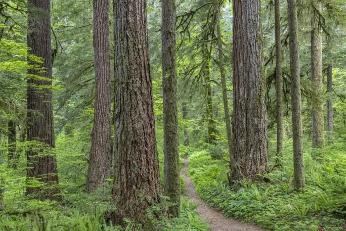 Framed Print : USA, Washington State, Olympic National Forest. Trail through old growth forest Framed Print : USA, Washington State, Olympic National Forest. Trail through old growth forest