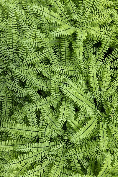 USA, Washington State, Olympic National Forest. Maidenhair ferns close-up