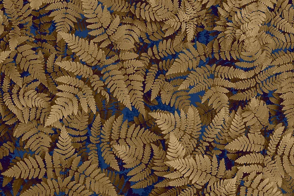 USA, Washington State, Olympic National Forest. Dried oak fern patterns