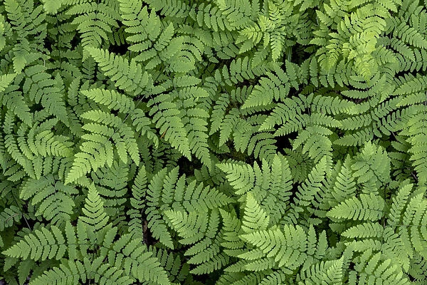USA, Washington State, Olympic National Forest. Oak fern patterns