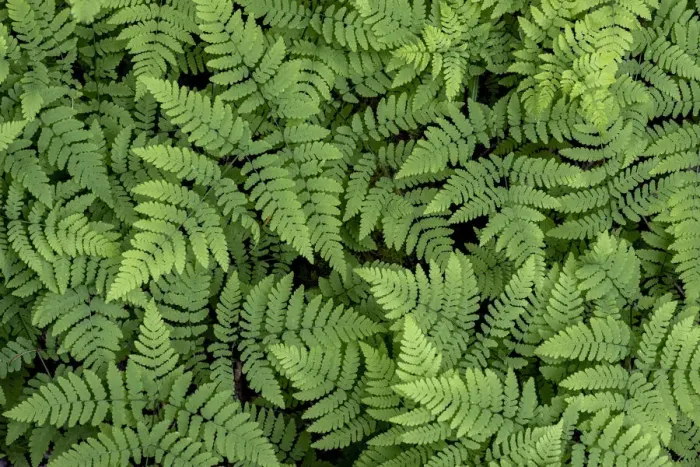 Framed Print : USA, Washington State, Olympic National Forest. Oak fern patterns Framed Print : USA, Washington State, Olympic National Forest. Oak fern patterns