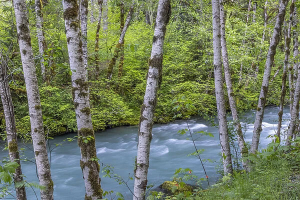 USA, Washington State, Olympic National Forest. Landscape with alder trees and Dosewallips River