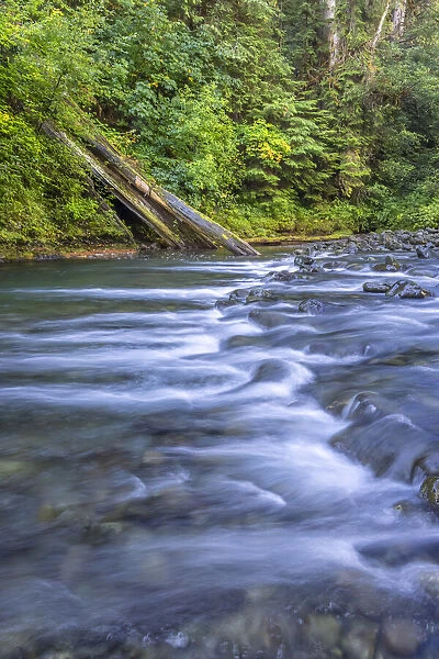 USA, Washington State, Olympic National Forest. Rapids on Duckabush River