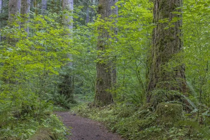 Framed Print : USA, Washington State, Olympic National Forest. Ranger Hole Trail through forest