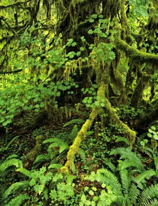 Framed Print : USA, Washington State, Olympic National Forest. Giant conifer, moss and lush foliage Framed Print : USA, Washington State, Olympic National Forest. Giant conifer, moss and lush foliage