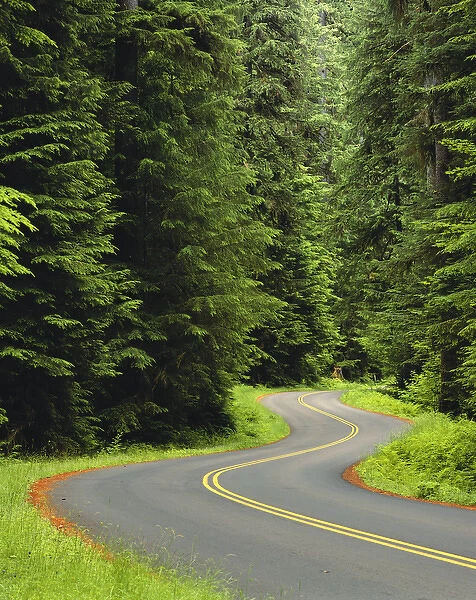 USA, Washington State, Olympic National Park, Road through green lush forest