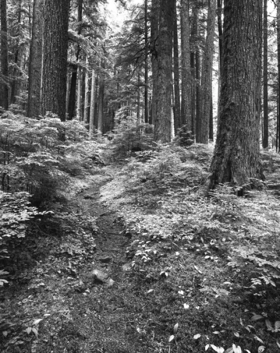 Framed Print : USA, Washington State, Olympic National Park, Path through old growth rainforest Framed Print : USA, Washington State, Olympic National Park, Path through old growth rainforest