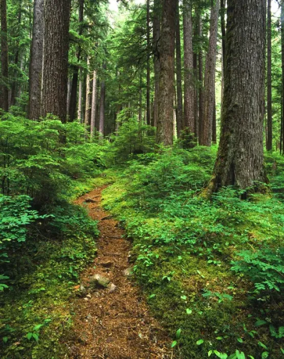 Framed Print : USA, Washington State, Olympic National Park, Path through old growth rainforest