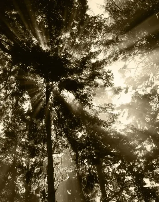 Framed Print : USA, Washington State, Olympic National Park, Sunbeam passing through trees