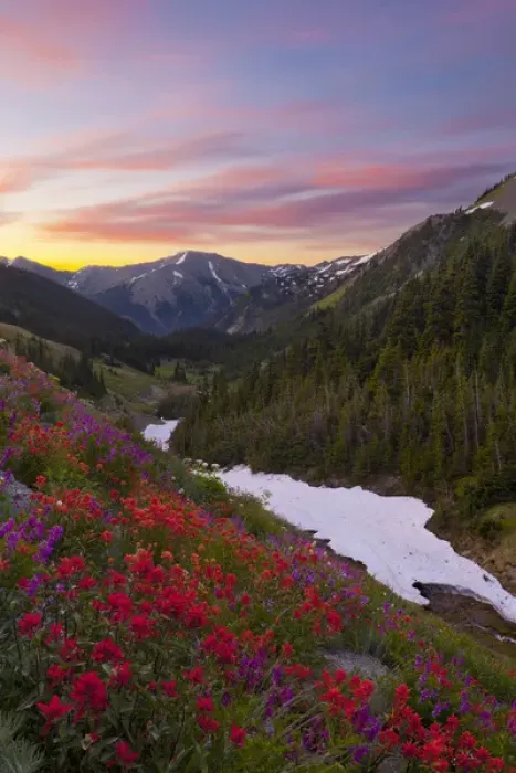 Framed Print : USA. Washington state, Olympic National Park. Indian (Scarlet) Paintbrush (Castilleja miniata)