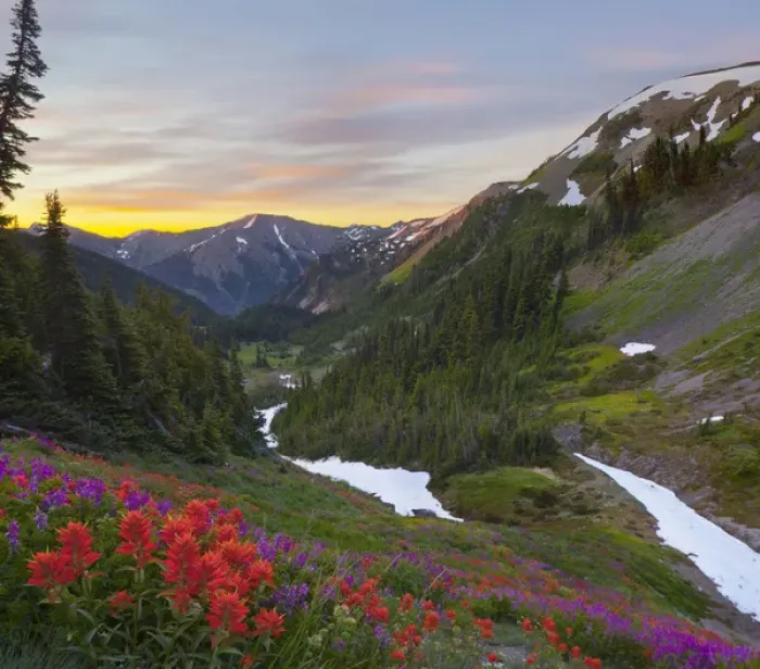 Framed Print : USA. Washington state, Olympic National Park. Indian (Scarlet) Paintbrush (Castilleja miniata)