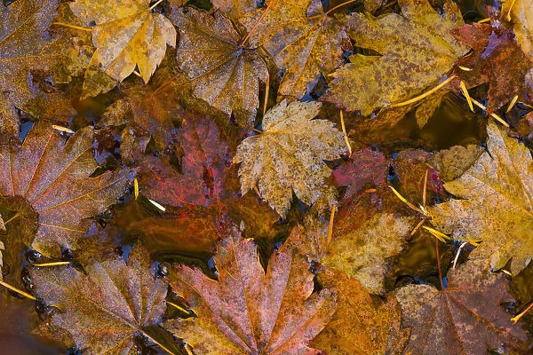 USA, Washington State, Olympic National Park. Fall vine maple leaves floating in pool