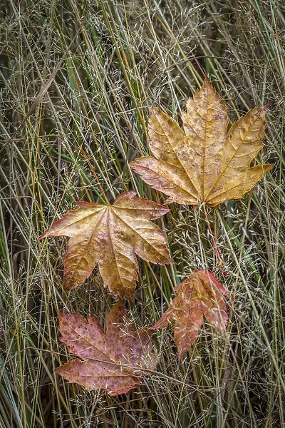 USA, Washington State, Olympic National Park. Vine maple leaves in meadow grasses