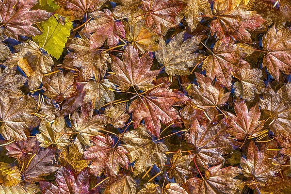 USA, Washington State, Olympic National Park. Fall vine maple leaves floating in pool