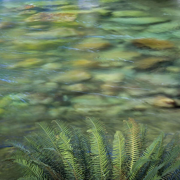 USA, Washington State, Olympic National Park. Sword ferns along Sol Duc River. Credit as