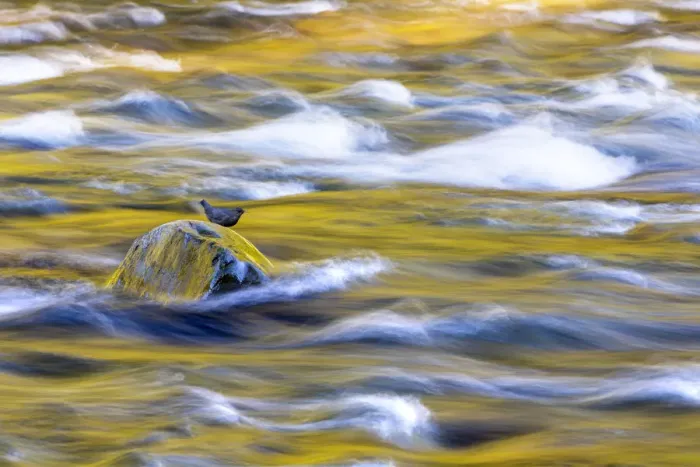 Framed Print : USA, Washington State, Olympic National Park. Golden river reflections from sunlit maple trees
