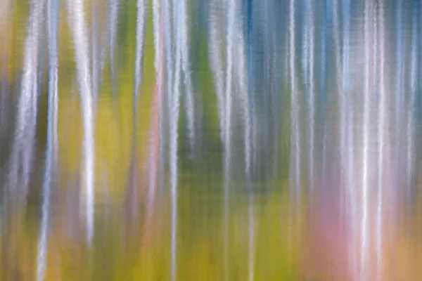 USA, Washington State, Olympic National Park. Abstract reflection of alder trees in Quinault River