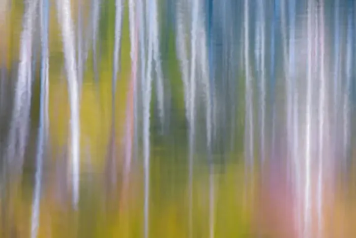 Framed Print : USA, Washington State, Olympic National Park. Abstract reflection of alder trees in Quinault River Framed Print : USA, Washington State, Olympic National Park. Abstract reflection of alder trees in Quinault River