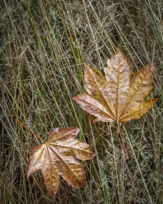 Framed Print : USA, Washington State, Olympic National Park. Vine maple leaves in meadow grasses