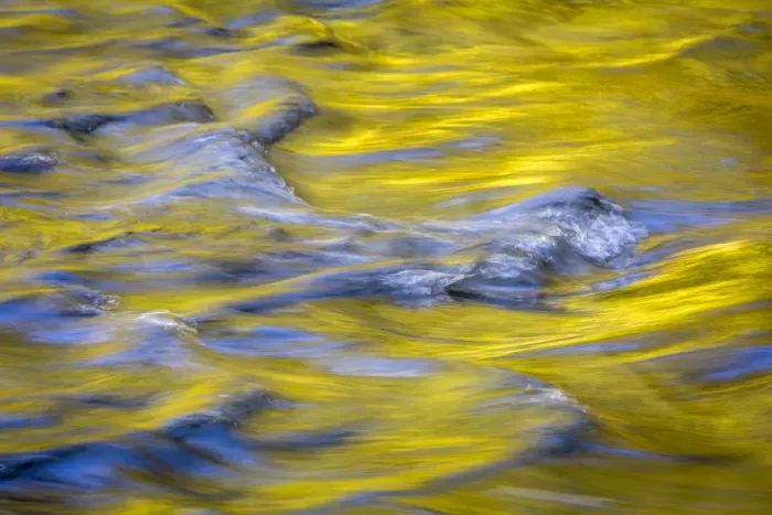 Framed Print : USA, Washington State, Olympic National Park. Golden river reflections from sunlit maple trees Framed Print : USA, Washington State, Olympic National Park. Golden river reflections from sunlit maple trees