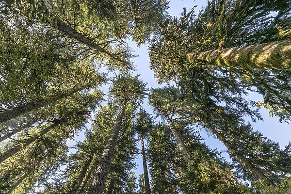 USA, Washington State, Olympic National Park. Looking up at conifer trees. Credit as