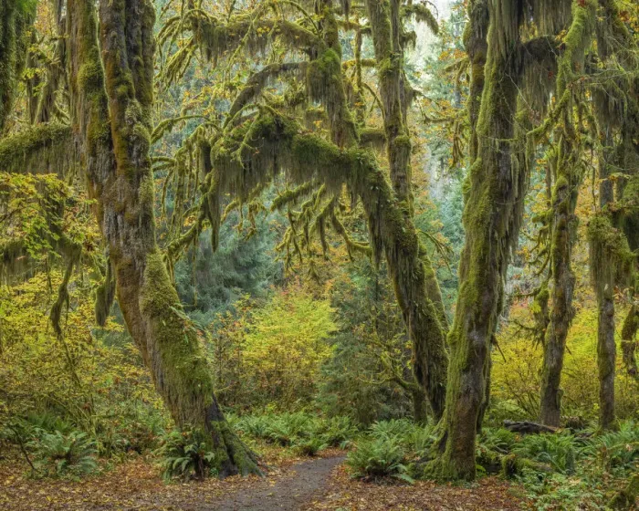 Framed Print : USA, Washington State, Olympic National Park. Trail through mossy forest Framed Print : USA, Washington State, Olympic National Park. Trail through mossy forest