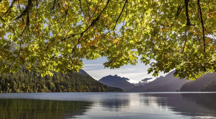 Framed Print : USA, Washington State, Olympic National Park. Bigleaf maple tree and lake Framed Print : USA, Washington State, Olympic National Park. Bigleaf maple tree and lake