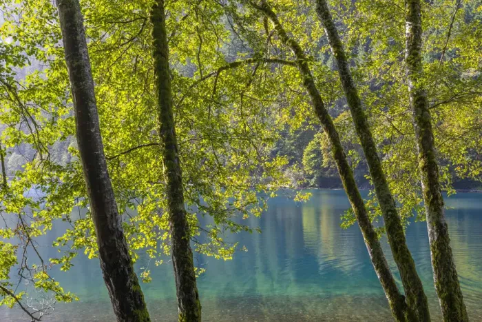 Framed Print : USA, Washington State, Olympic National Park. Alder trees on lake shore