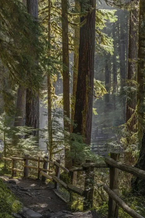 Framed Print : USA, Washington State, Olympic National Park. Walkway past trees and creek
