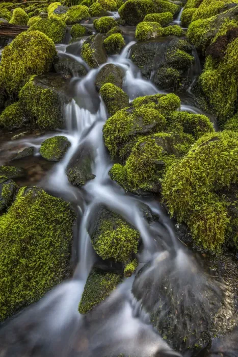 Framed Print : USA, Washington State, Olympic National Park. Cedar Creek scenic Framed Print : USA, Washington State, Olympic National Park. Cedar Creek scenic