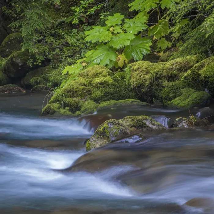 Framed Print : USA, Washington State, Olympic National Park. Dungeness River rapids Framed Print : USA, Washington State, Olympic National Park. Dungeness River rapids