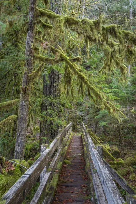 Framed Print : USA, Washington State, Olympic National Park. Walkway through bigleaf maples forest Framed Print : USA, Washington State, Olympic National Park. Walkway through bigleaf maples forest