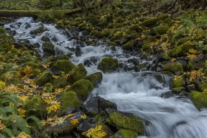 Framed Print : USA, Washington State, Olympic National Park. Creek rapids and forest in autumn Framed Print : USA, Washington State, Olympic National Park. Creek rapids and forest in autumn