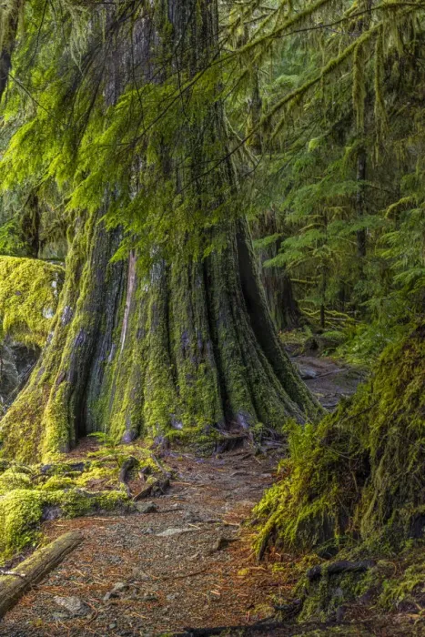 Framed Print : USA, Washington State, Olympic National Park. Trail through mossy forest