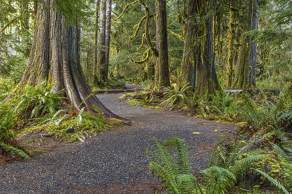 USA, Washington State, Olympic National Park. Trail through mossy forest