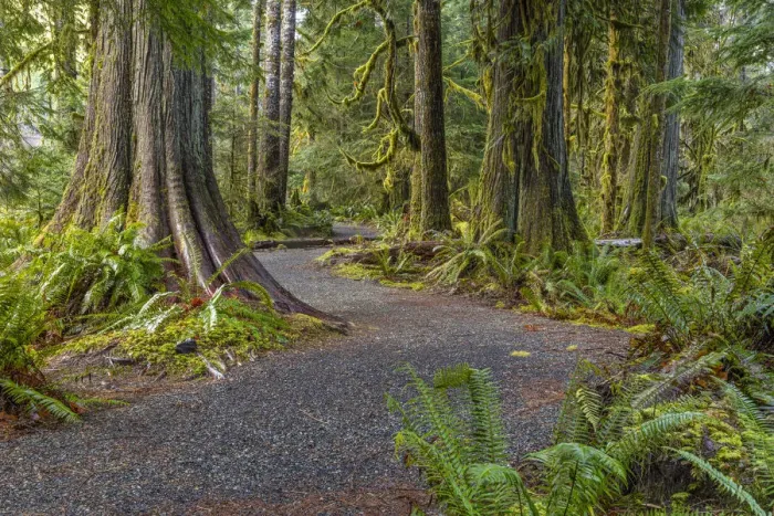 Framed Print : USA, Washington State, Olympic National Park. Trail through mossy forest