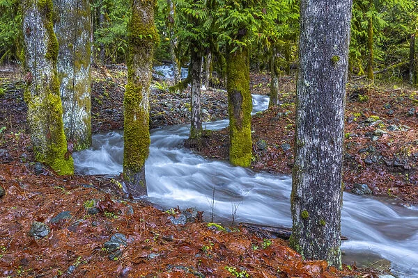 USA, Washington State, Olympic National Park. Skokomish River tributary rushes through forest