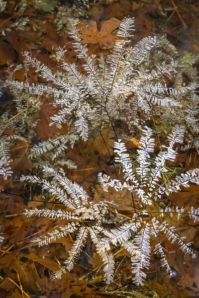 USA, Washington State, Olympic National Park. Maidenhair ferns floating in water