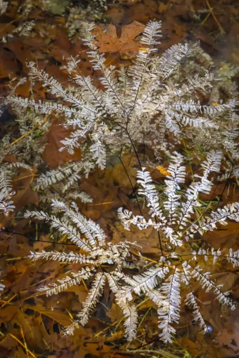 Framed Print : USA, Washington State, Olympic National Park. Maidenhair ferns floating in water Framed Print : USA, Washington State, Olympic National Park. Maidenhair ferns floating in water
