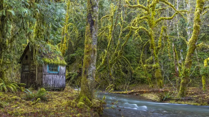 Framed Print : USA, Washington State, Olympic National Park. Weathered cabin beside Elk Creek Framed Print : USA, Washington State, Olympic National Park. Weathered cabin beside Elk Creek