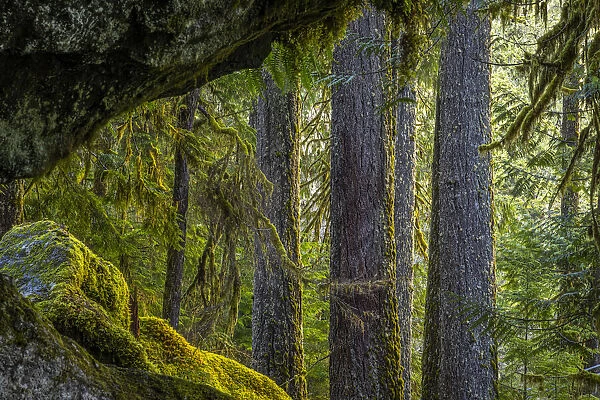 USA, Washington State, Olympic National Park. Moss on boulders and trees