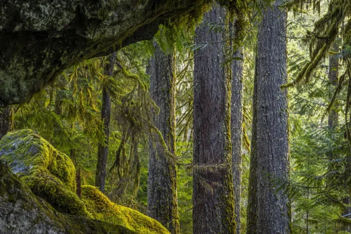 Framed Print : USA, Washington State, Olympic National Park. Moss on boulders and trees Framed Print : USA, Washington State, Olympic National Park. Moss on boulders and trees