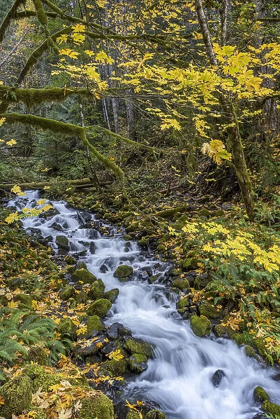 USA, Washington State, Olympic National Park. Creek rapids and forest in autumn