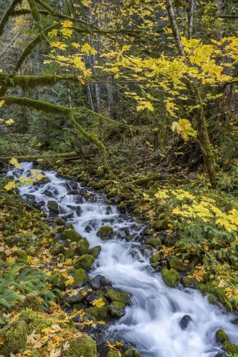 Framed Print : USA, Washington State, Olympic National Park. Creek rapids and forest in autumn Framed Print : USA, Washington State, Olympic National Park. Creek rapids and forest in autumn