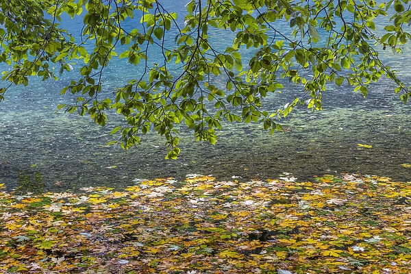 USA, Washington State, Olympic National Park. Alder tree branches overhang leaf-covered shore of Lake Crescent