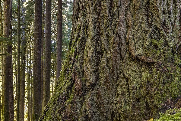 USA, Washington State, Olympic National Park. Close-up of trunk of old growth Douglas fir tree