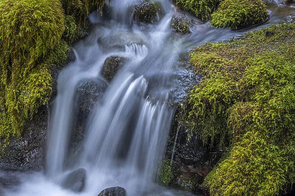 USA, Washington State, Olympic National Park. Cedar Creek cascades through moss- covered boulders